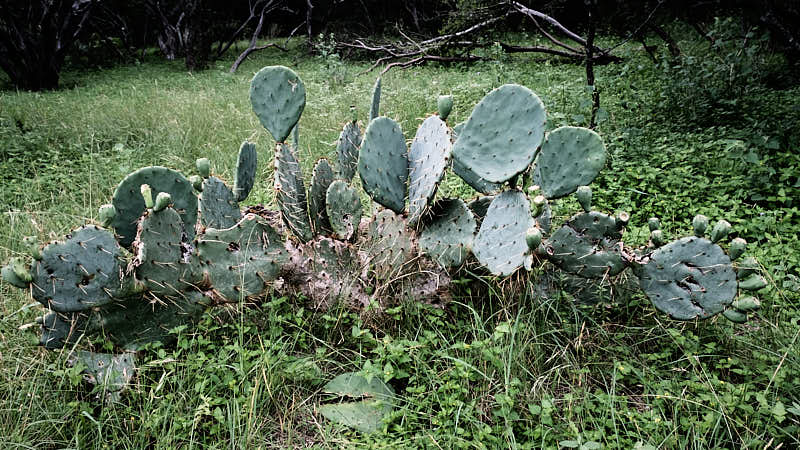 Wild Cactus