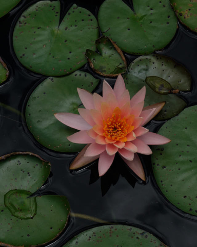 SA Botanical Garden water flowers