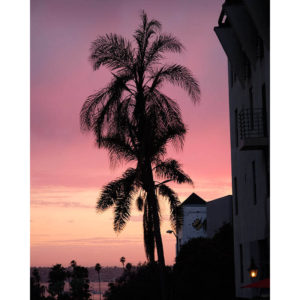 Sunset and palm trees, San Diego