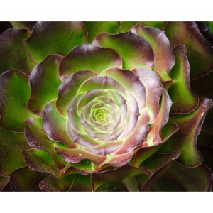 succulent plant