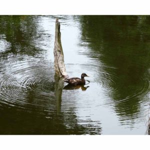 Stow Lake in Golden Gate Park with duck