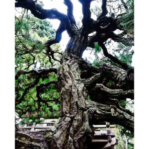 Gnarly tree bark--Japanese Tea Garden, Golden Gate Park