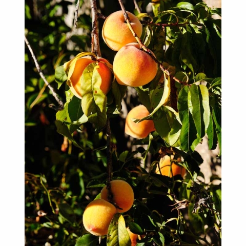 Apricots in the backyard