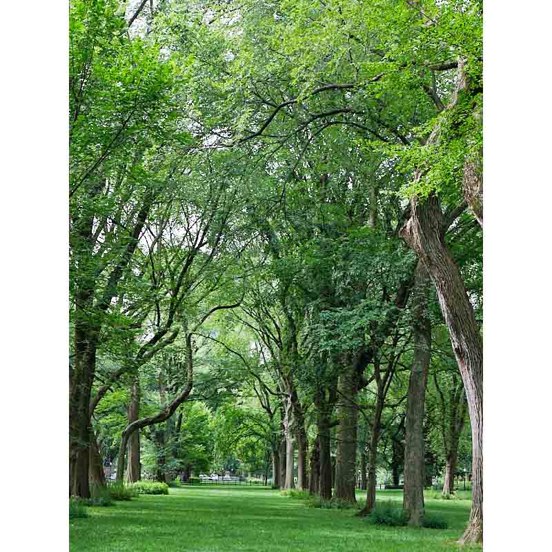 elm trees in Central Pard