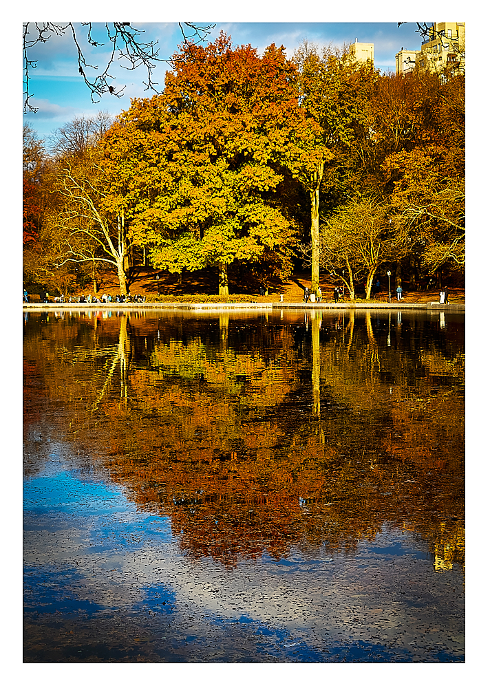 Trees in Fall, Model Boat Pond