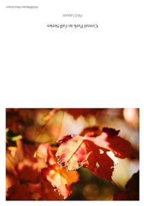 Red leaves card