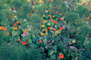 Wild Flowers near Golden Gate Bricge