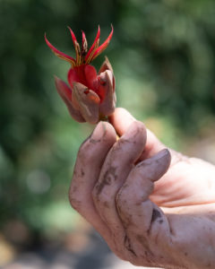 tiny blossom in a gardener's hand