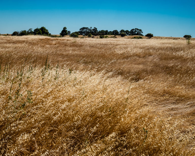 Grasses, Point Richmond