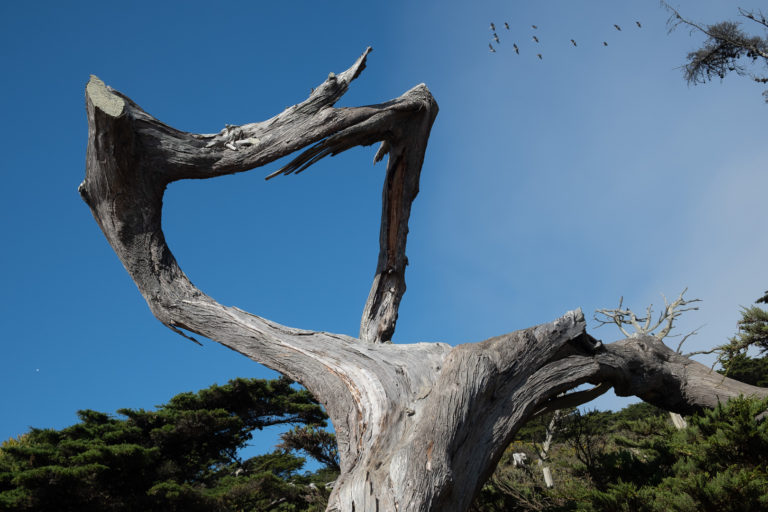 dead tree, sky, pelicans, Land's End, SF