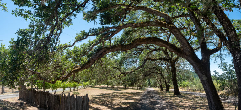 panorama of trees