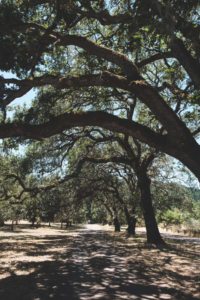 trees and driveway, Boonville, CA