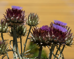 Thistles at Point Pinole Regional Shore Line, Richmond Cal