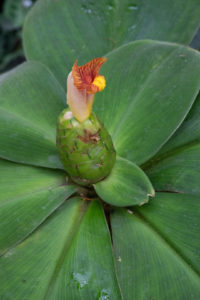 flowering succulent