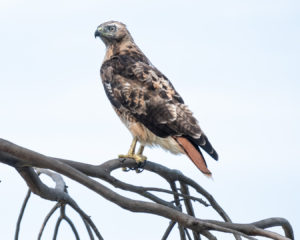 Hawk, Laguan Niguel