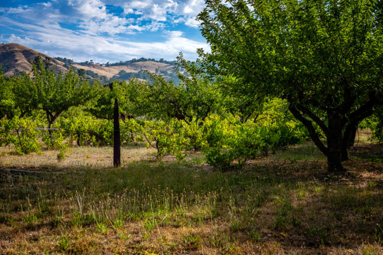 Olive trees and grape vines, Anderson Valley Rd, Boonvill, Ca