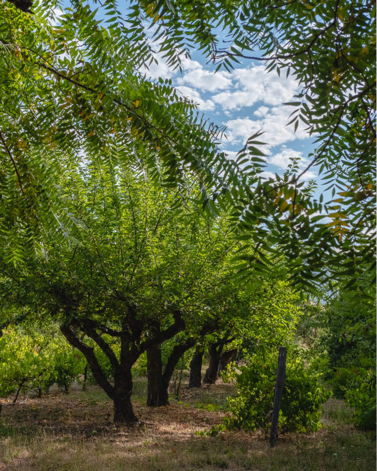 Grove of olive trees,