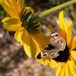 Dusky Moth on Black Eyed Susans