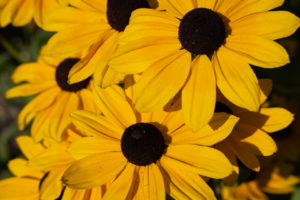 Black Eyed Susans (?)