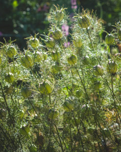 Thistles in Mary Pat's Garden