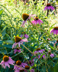 In Mary Pat's Garden